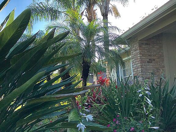 Tropical landscaping.