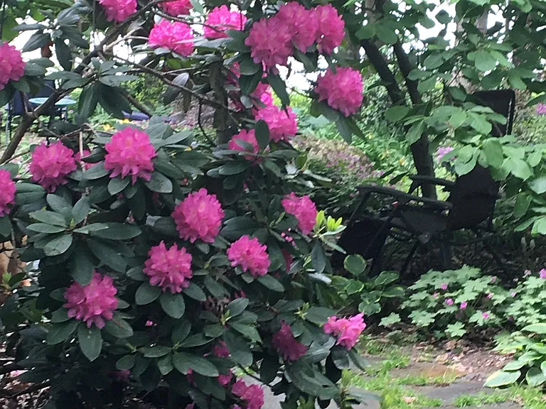 SUMMER FLOWERS