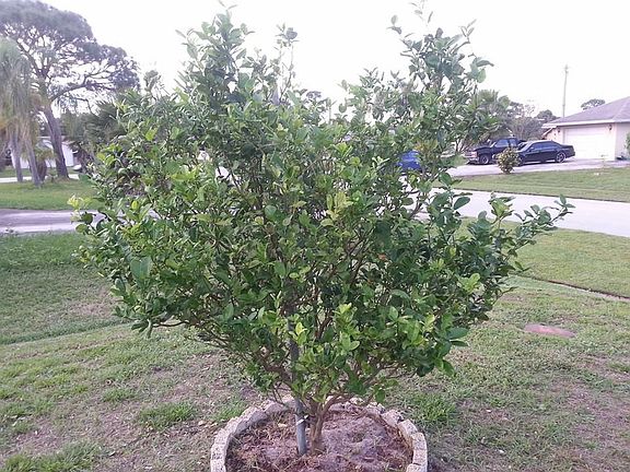 key lime tree