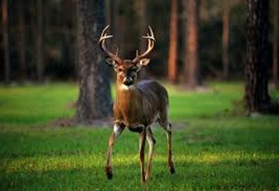 0 Upper Factory Creek Rd, Waynesboro, TN, 38485