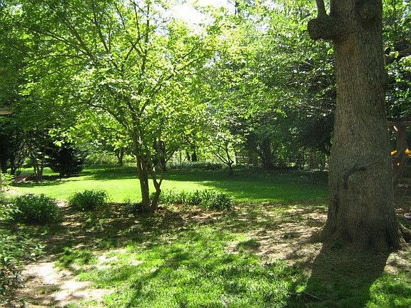 Back Yard under giant oak tree