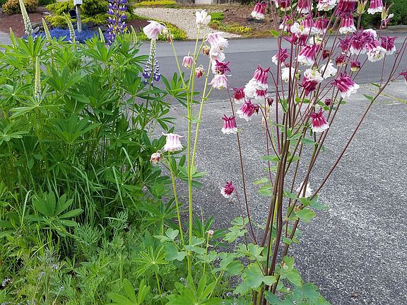 Columbine and lupine