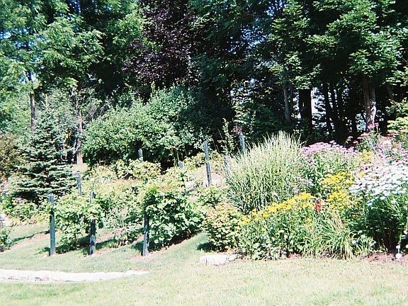 Leon Millot Grape Vines