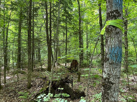 2nd image of Off The Hazel Rd