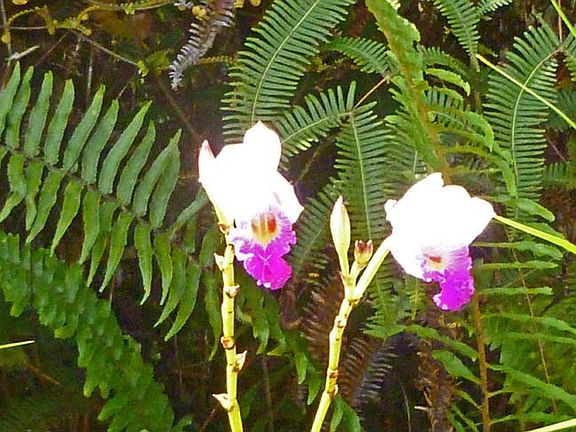 A bouquet picked wild