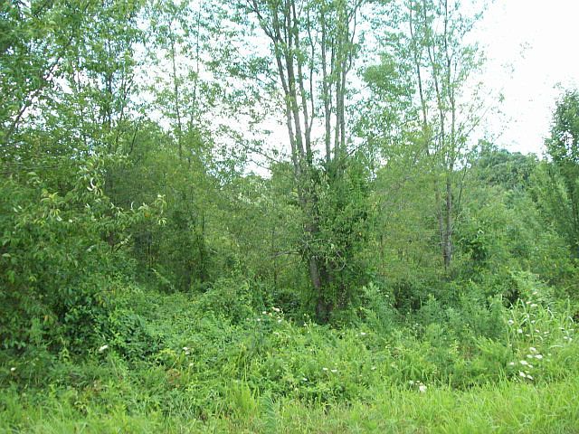 1st image of Lot 45 Westwood