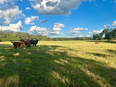 6335 Private Road 4030, Normangee, TX, 77871