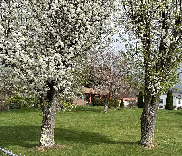 100 Shannondoah Dr — Photo 3