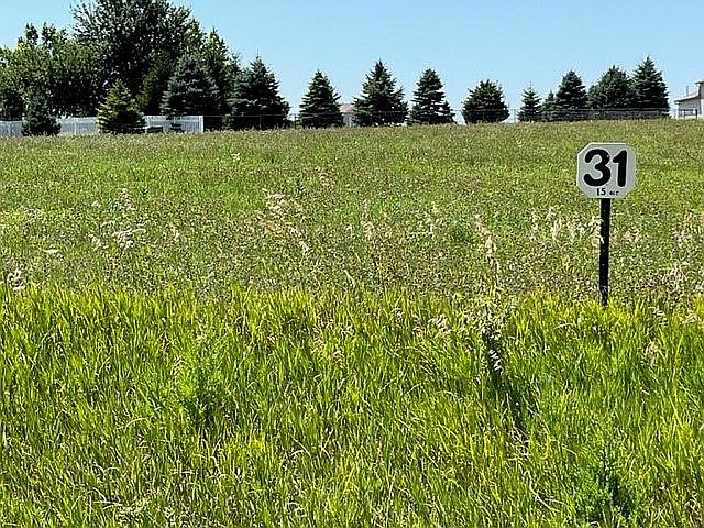 Lot 31