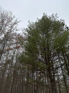 Swamp Lake Rd #4069-18, Tomahawk, WI, 54487