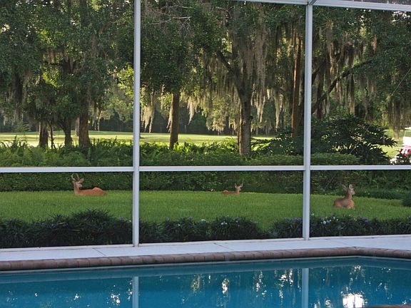 Peaceful Back Yard