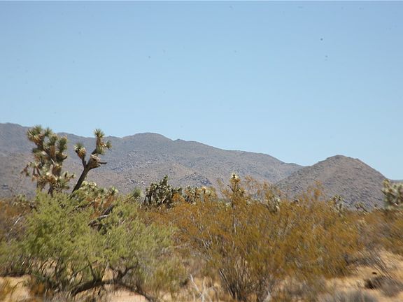 3rd image of 122-10-005 Tortoise
