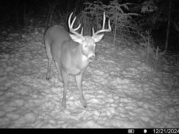 2nd image of N3547 Cth D