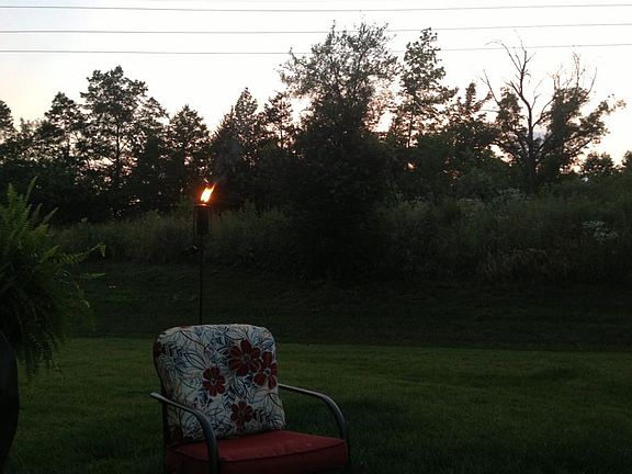 Backyard view in the summer