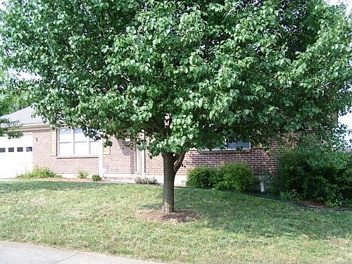 Nice Yard