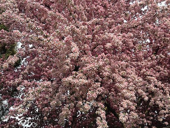 Front yard flowering tree