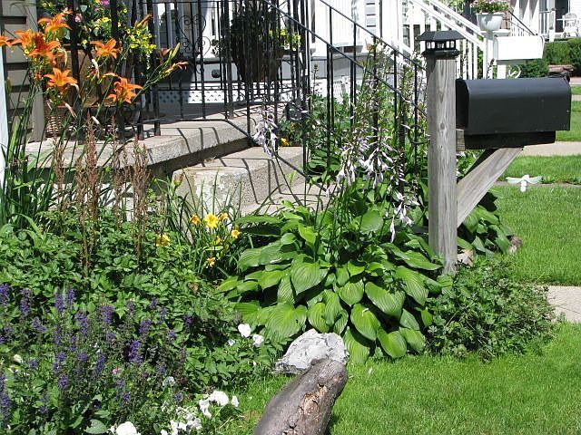 2010 Front garden. showing lavender & pansies