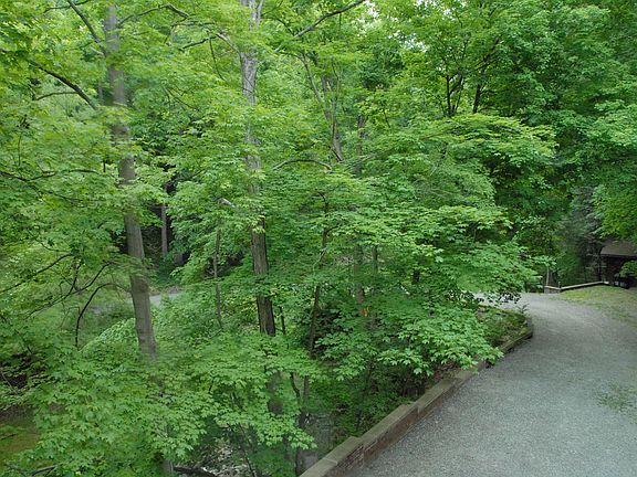 Driveway and Shed