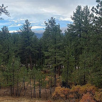 Towering Ponderosa Pines