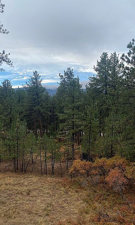 Towering Ponderosa Pines