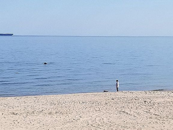 Backyard Dolphins