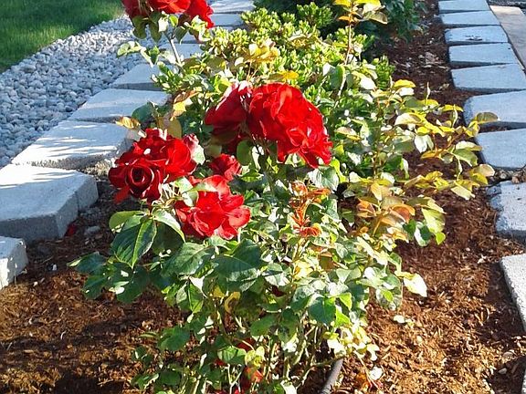 Abundant Roses in Gardens