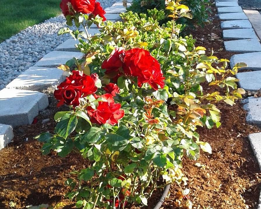Abundant Roses in Gardens