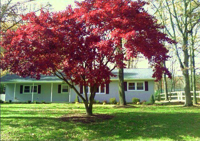 Mature Trees
