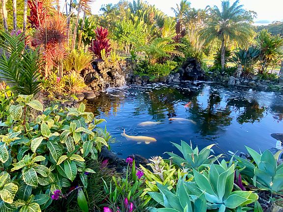 Beautiful koi pond right outside the door.