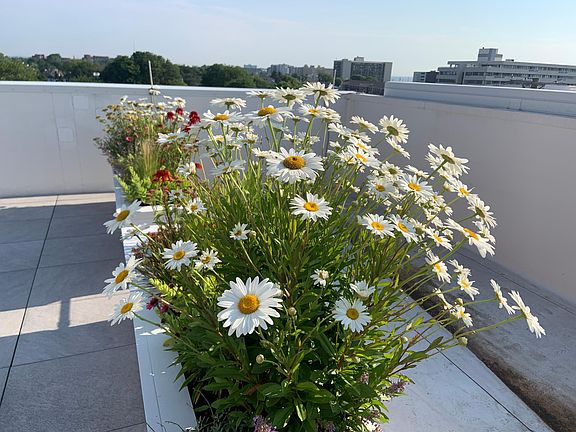 Rooftop