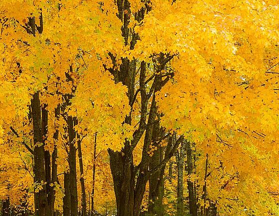 Fall Maple