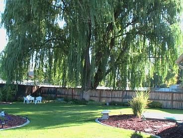 Our backyard