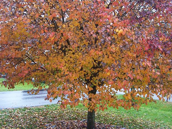 beautiful bradford pear in front of house