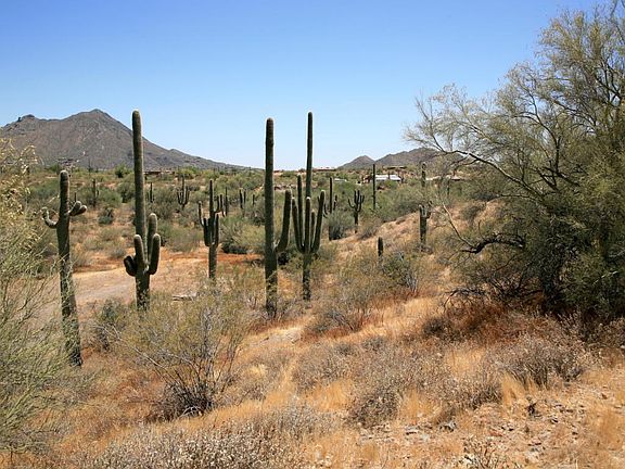 SaguaroForest