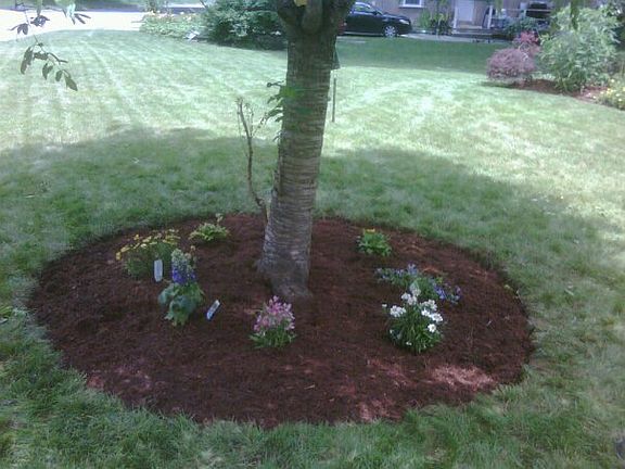 Front yard