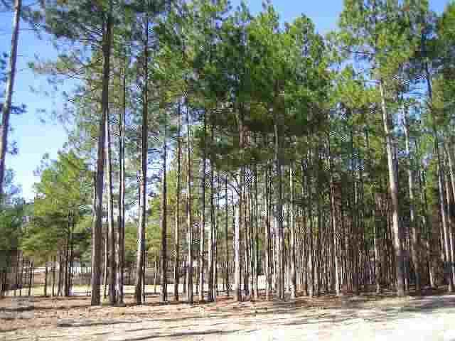 1st image of Lot 1368 Eagle Point Lane