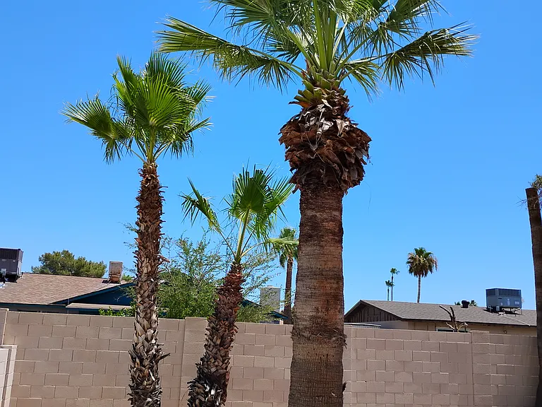 palms in the back yard