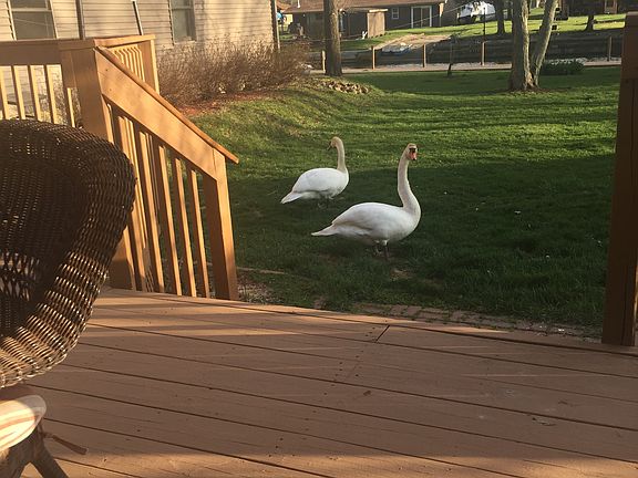 Neighborhood Swans Visitors 