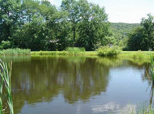 Pond