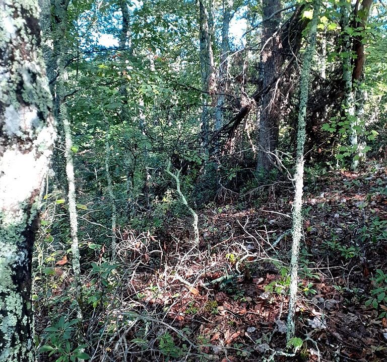 2nd image of 65 Birch Dr