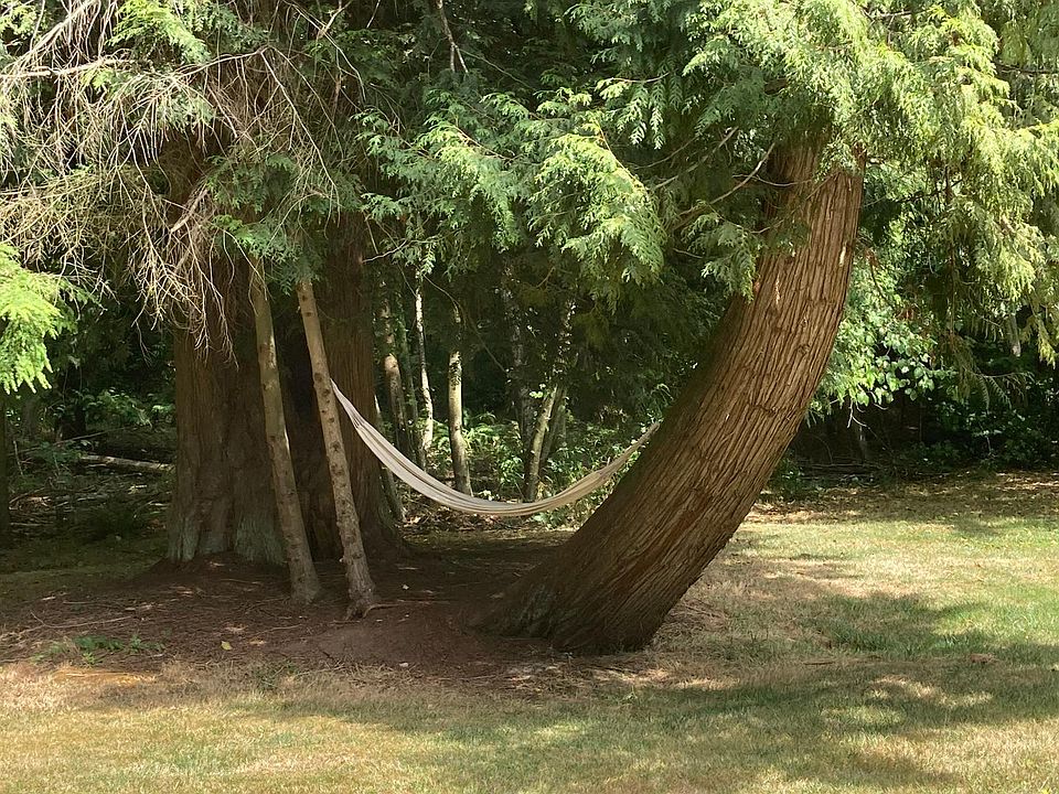 Old growth trees