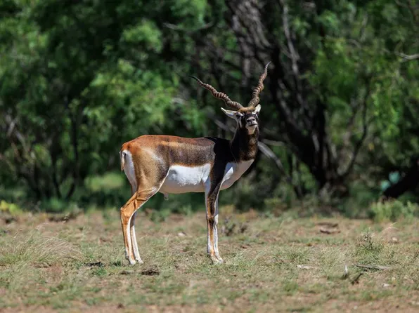 16251 Door Key Rd, Christoval, TX 76935