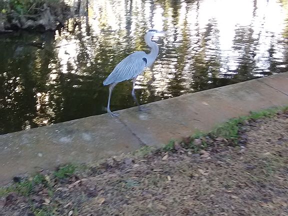 Great Blue Heron