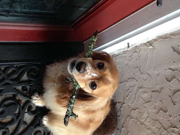 Pets love the fenced yard