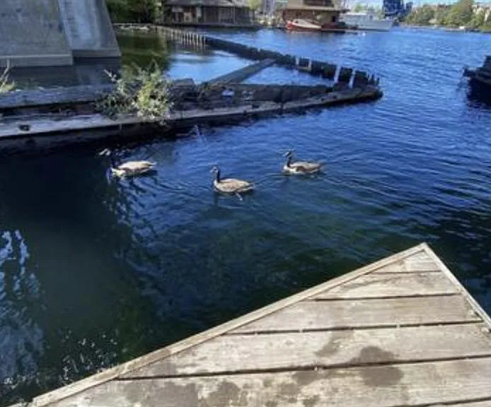 This is a corner of the very large back dock. You can tie up boat here and have kayaks and paddle boards as well. Photos forthcoming.
