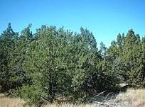 1st image of 7258 N Wild Horse Dr