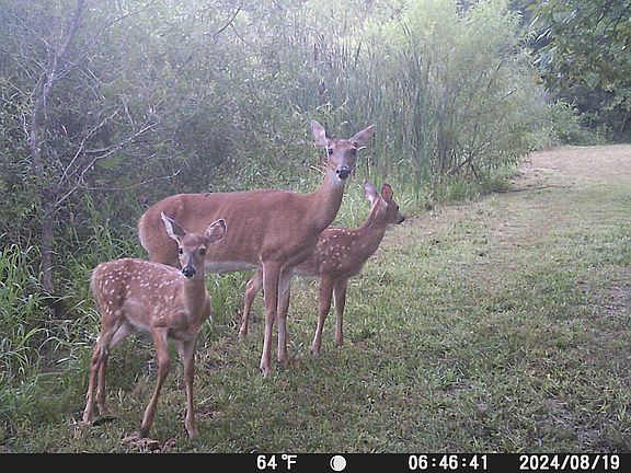 3rd image of 804 W Crofton Hall Rd