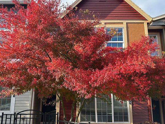 Tree in fall