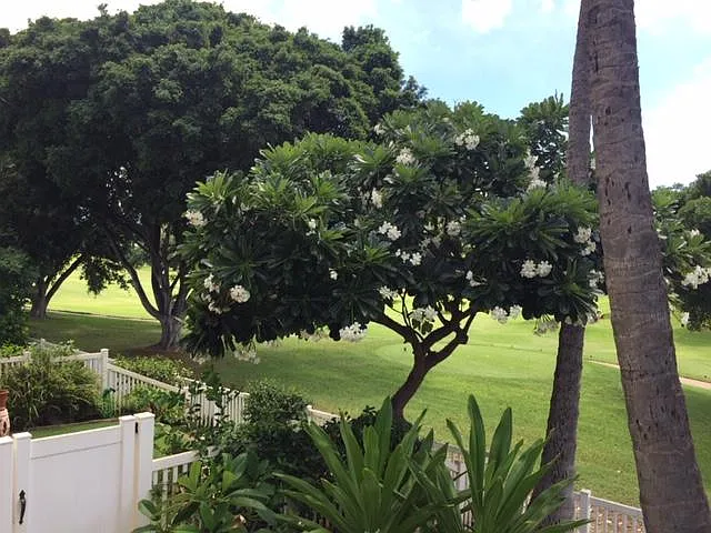 Aliinui Dr — Photo 9