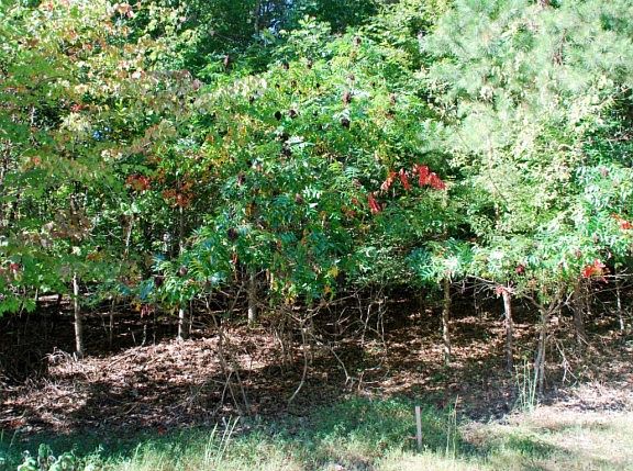 3rd image of 106 Osprey Cove Ct